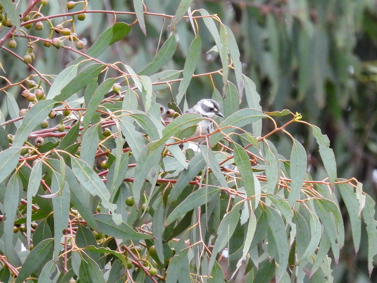 Black-throated Gray Warbler - ML617902650