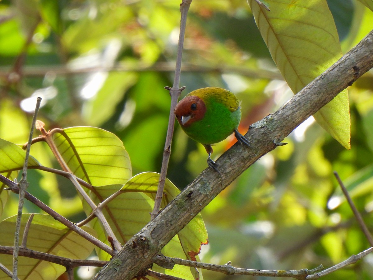Bay-headed Tanager - ML617902665