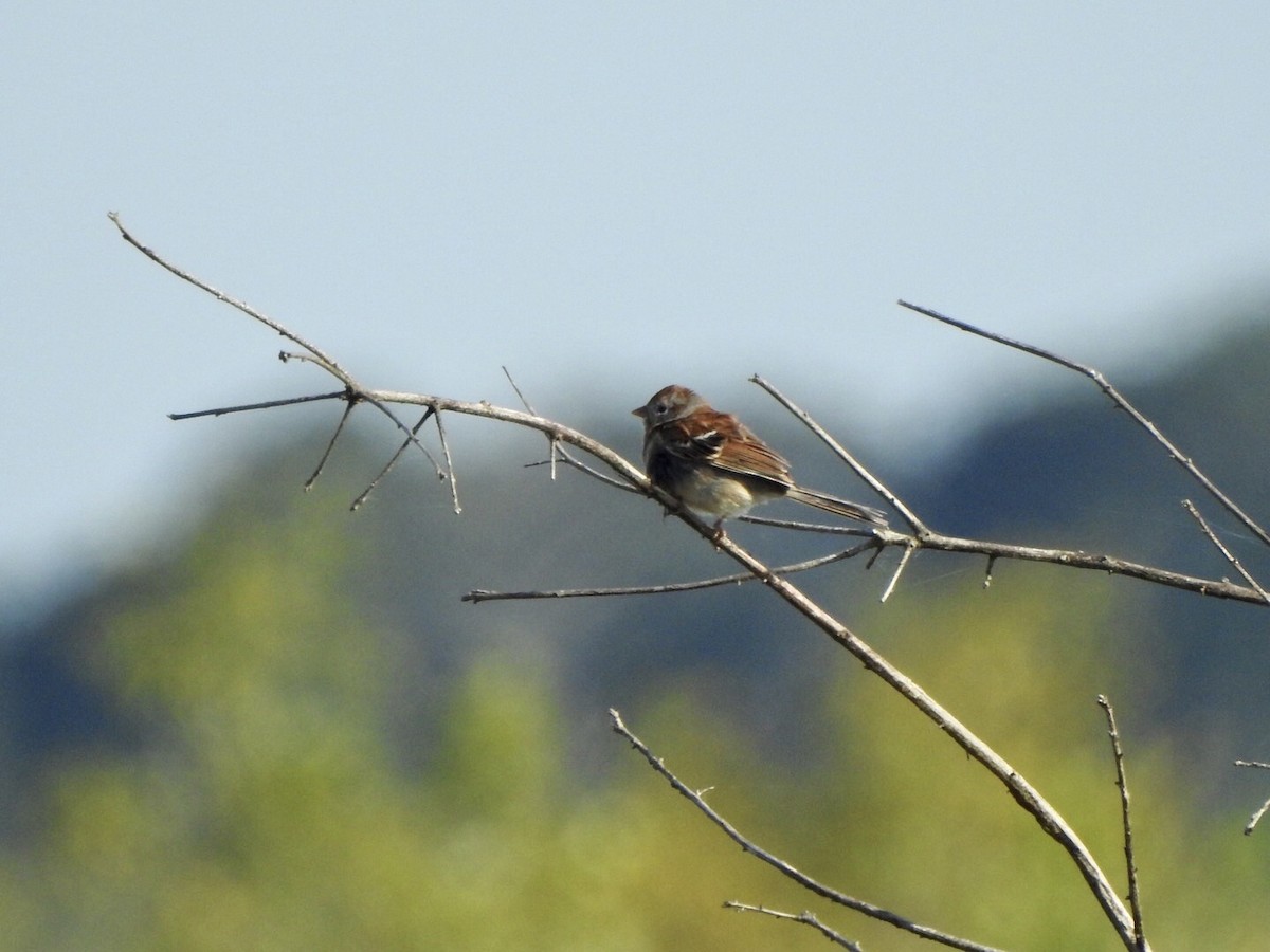 Field Sparrow - ML617902681