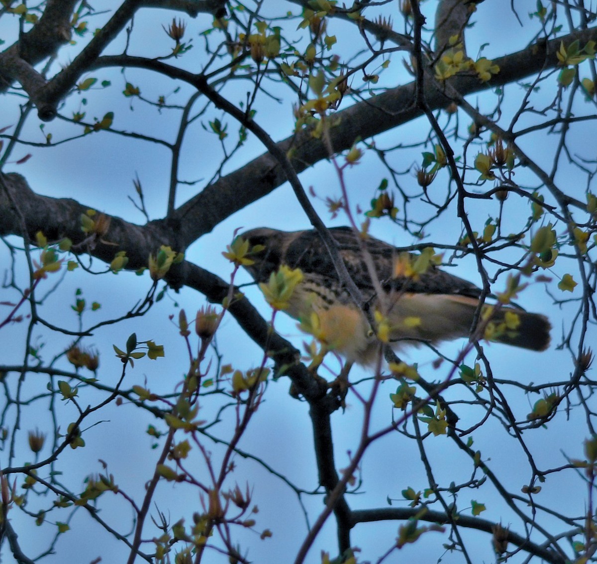 Red-tailed Hawk - BJORN KRAMMER