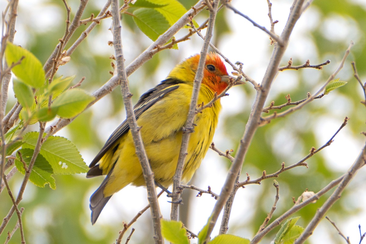 Western Tanager - ML617902690
