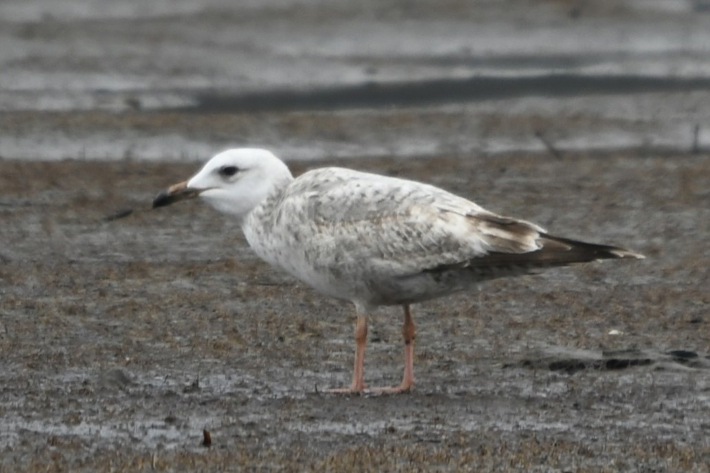 white-winged gull sp. - ML617902710
