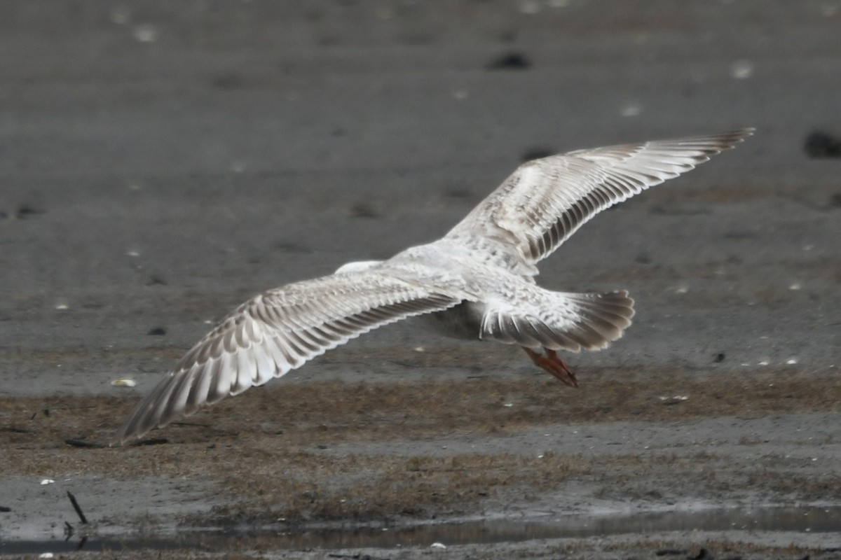 white-winged gull sp. - jeff  allen
