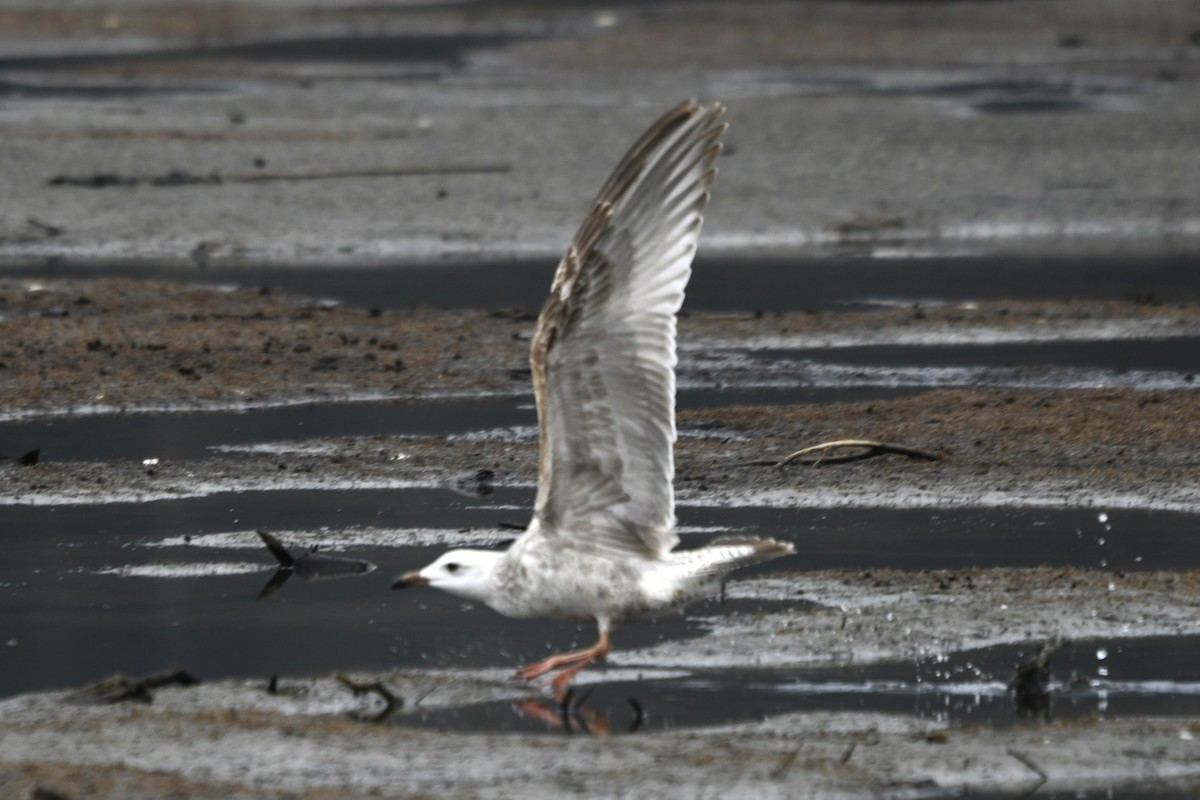 white-winged gull sp. - ML617902712
