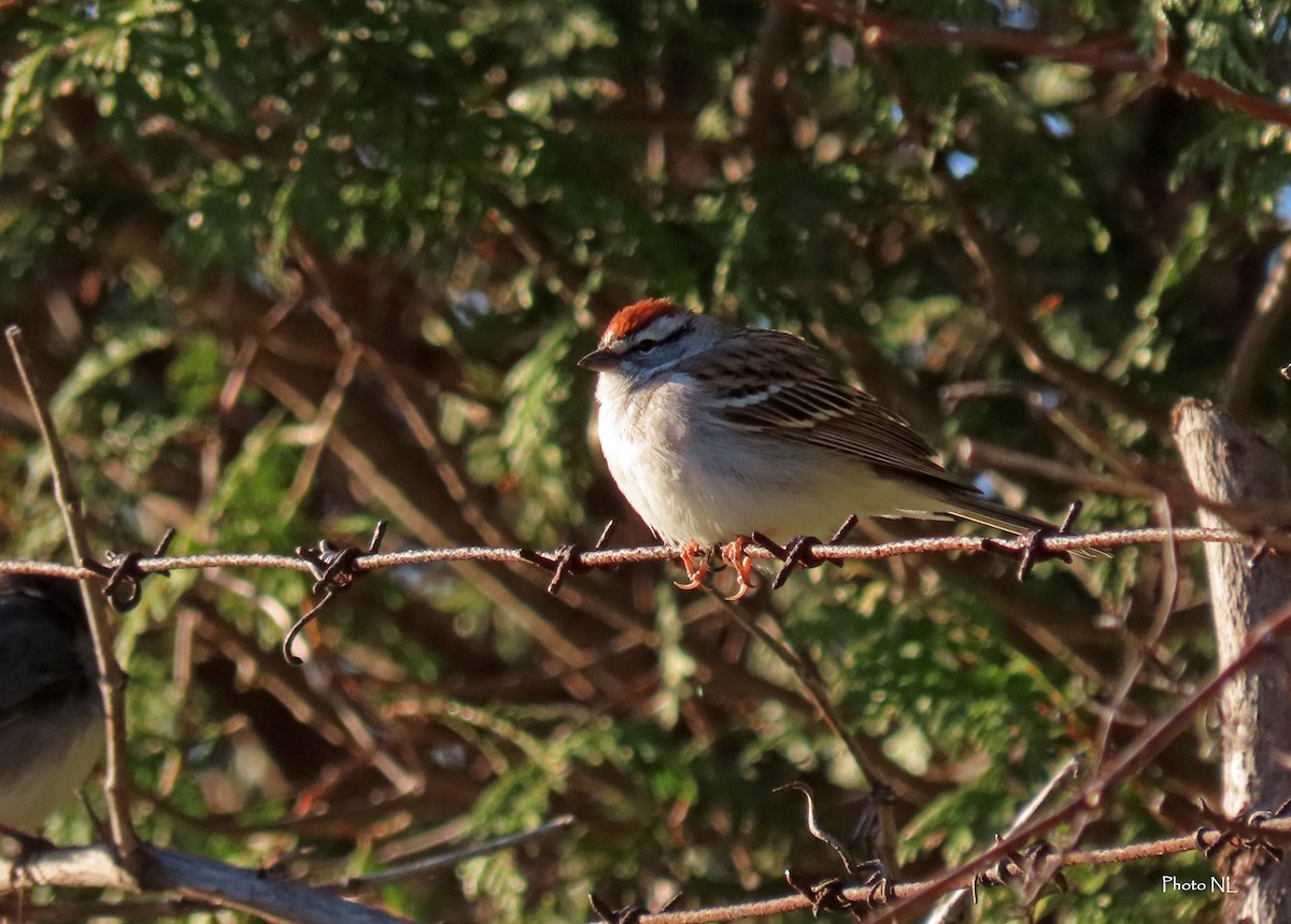 Chipping Sparrow - ML617902767