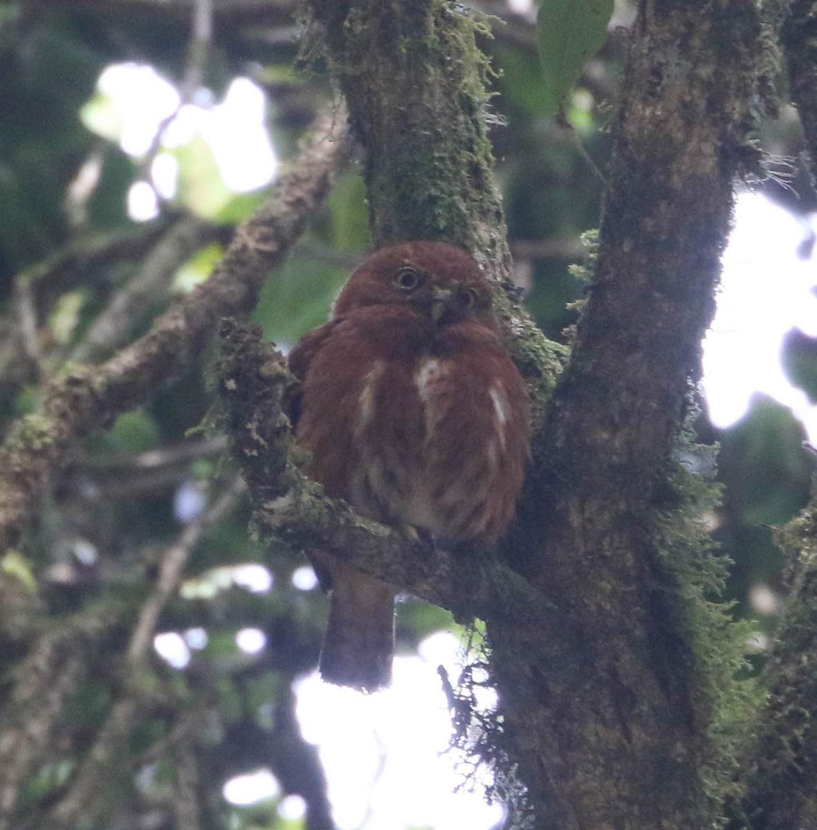 Costa Rican Pygmy-Owl - ML617902793
