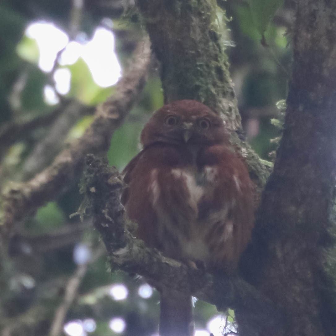 Costa Rican Pygmy-Owl - ML617902794