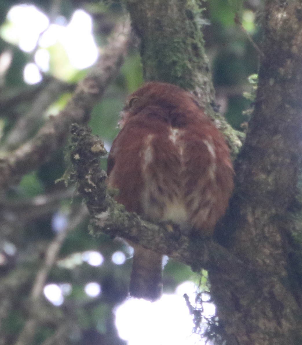 Costa Rican Pygmy-Owl - ML617902795