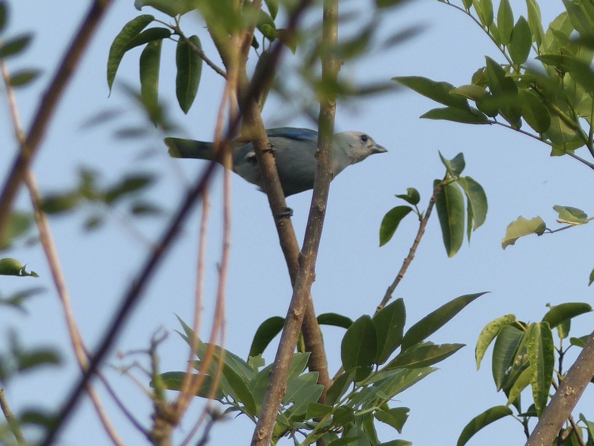 Blue-gray Tanager - ML617902820