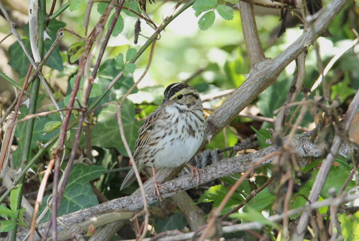 Savannah Sparrow - ML617902822