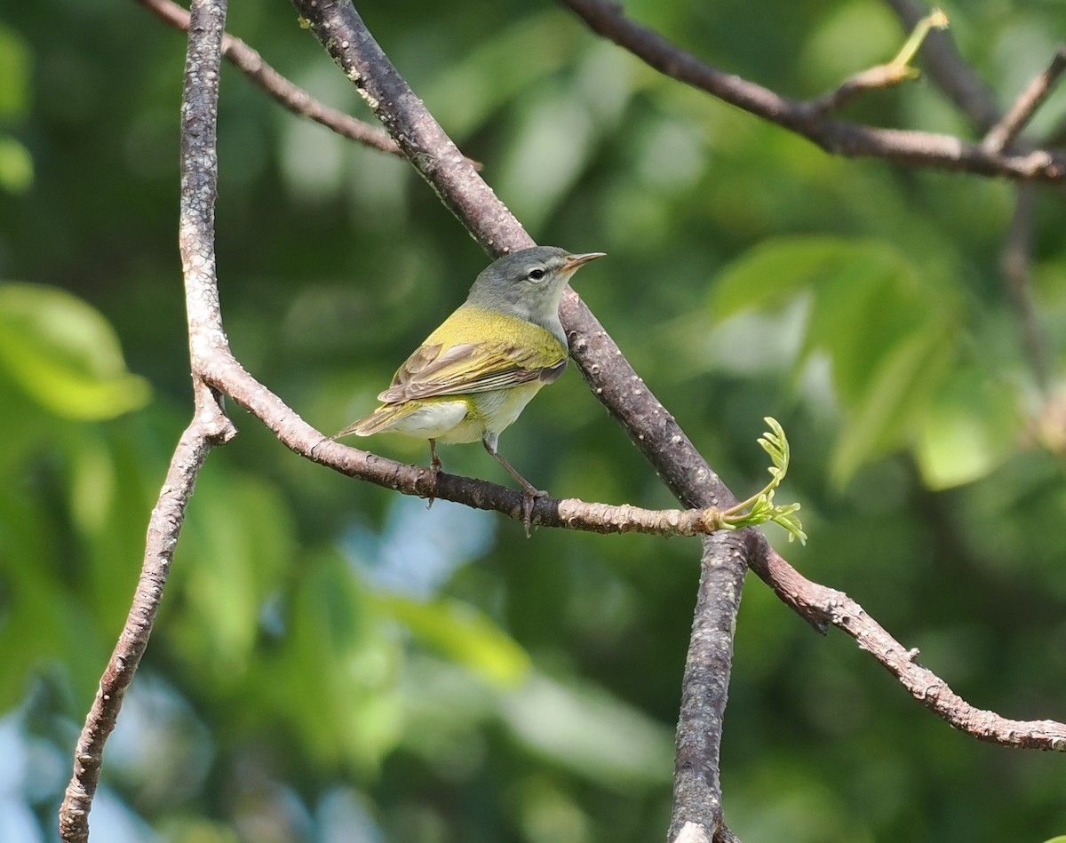 Tennessee Warbler - Tonja Wight