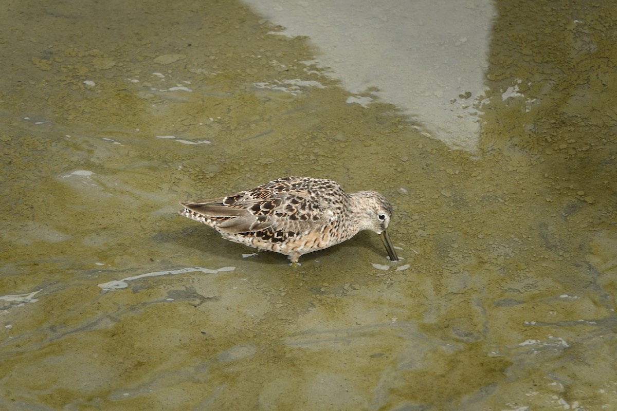 Long-billed Dowitcher - ML617902841