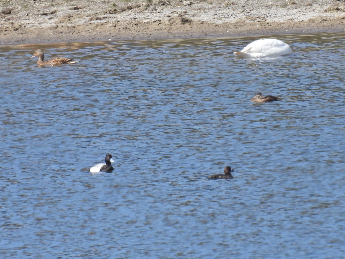 Greater Scaup - ML617902866