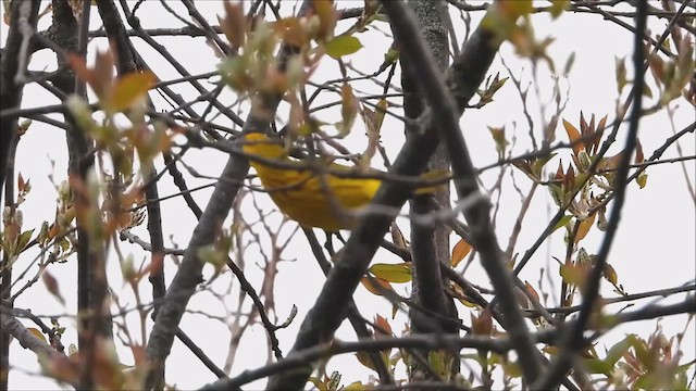 Yellow Warbler - ML617902923