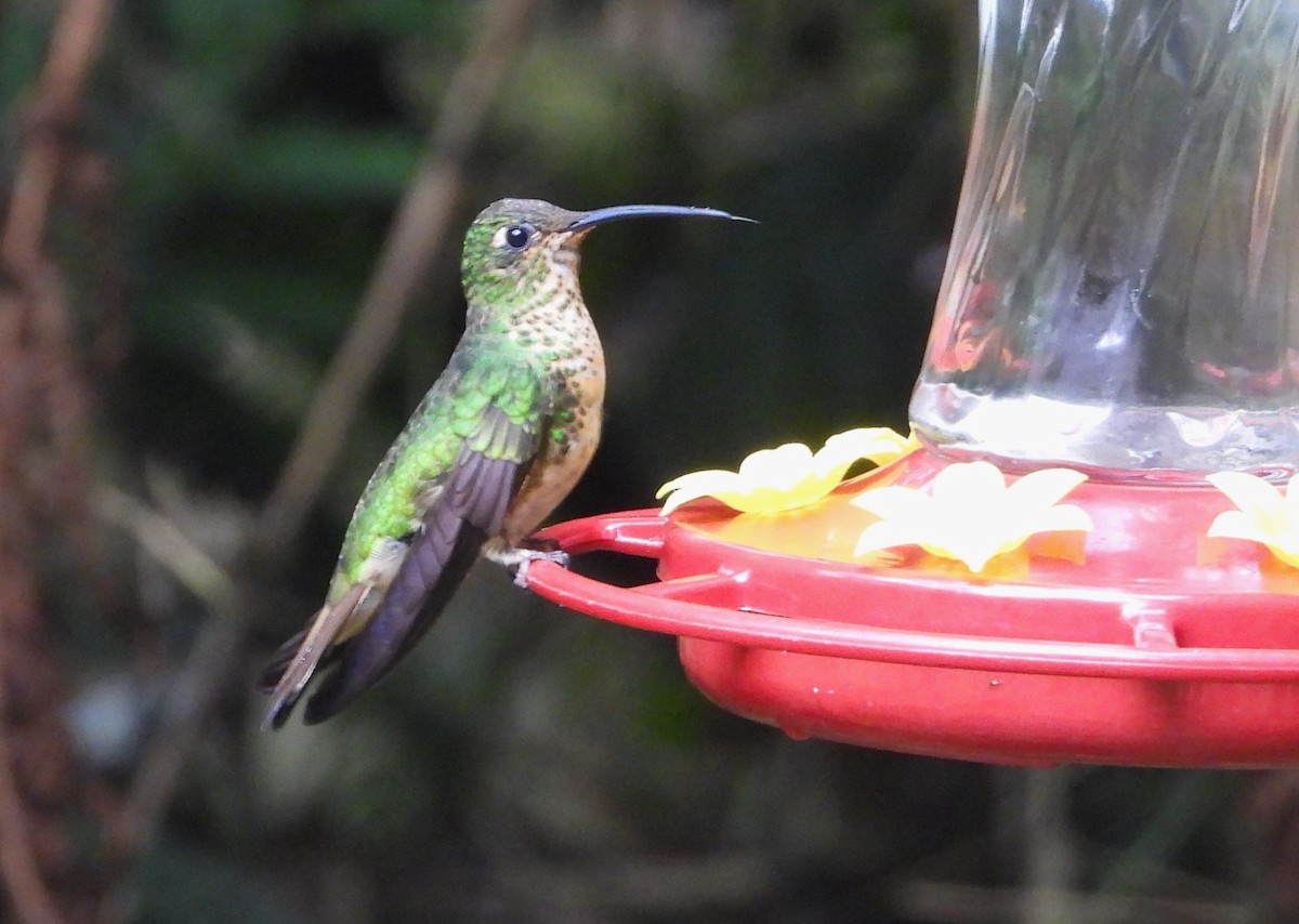 kolibřík aksamitový - ML617903036