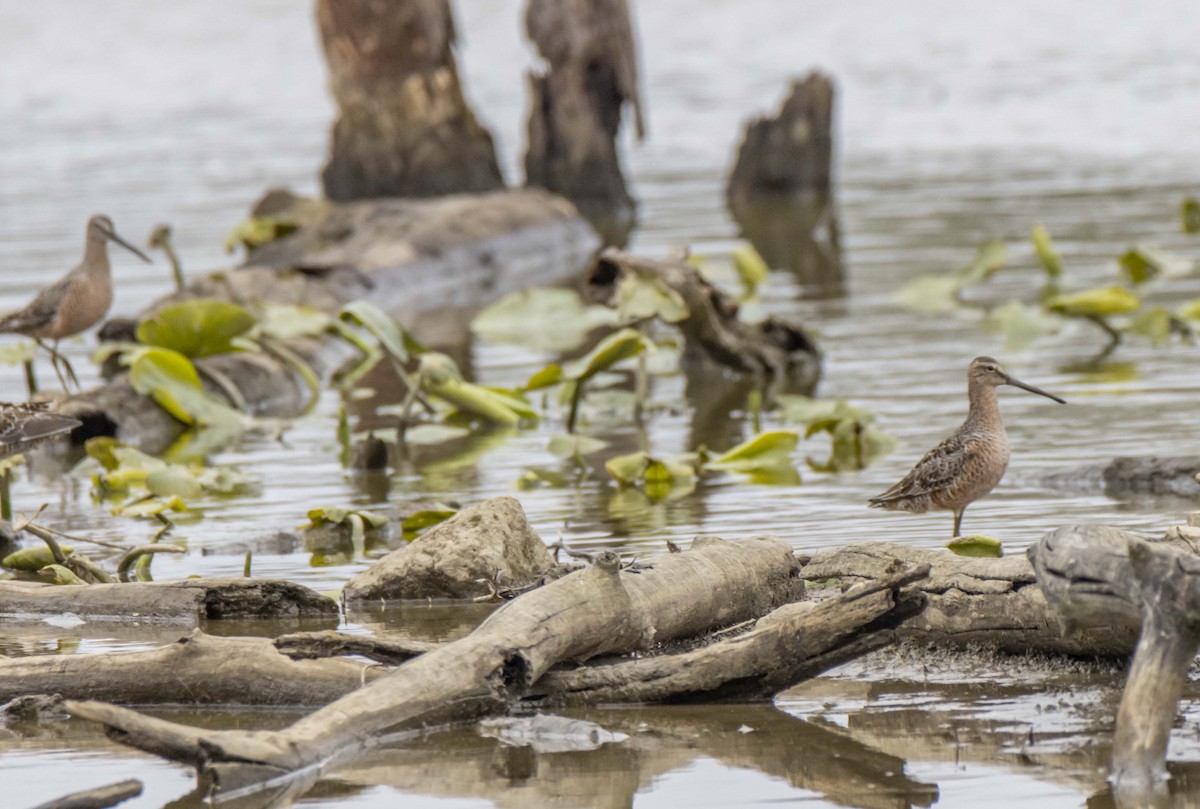 Long-billed Dowitcher - ML617903043