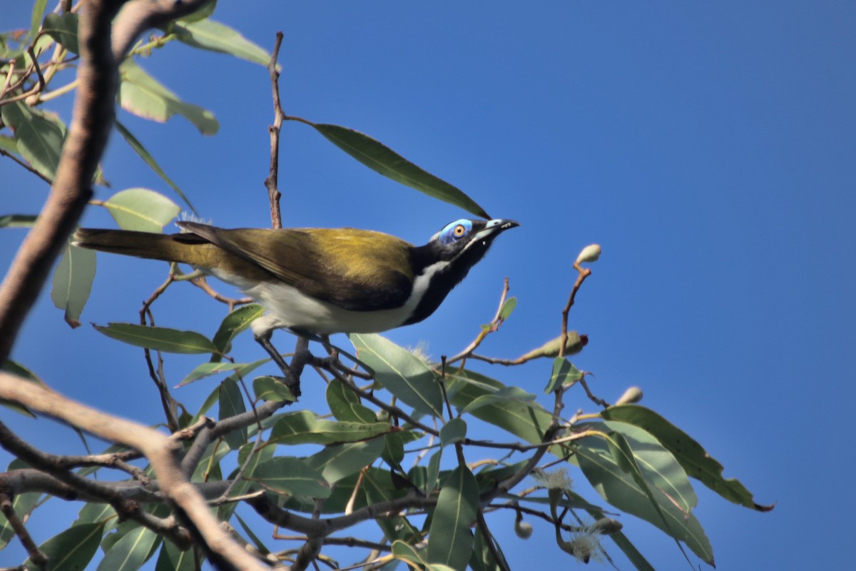 Blue-faced Honeyeater (White-quilled) - ML617903096