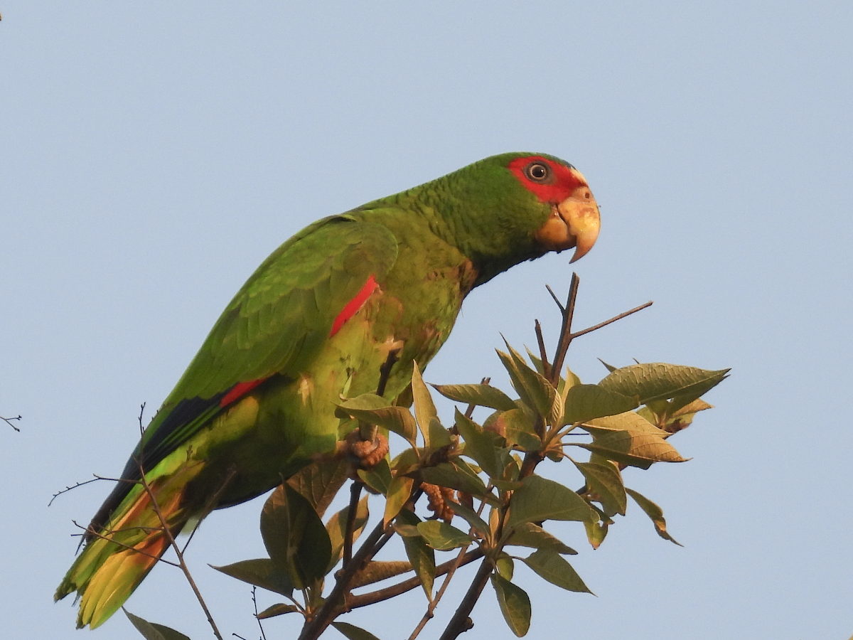 White-fronted Parrot - ML617903143