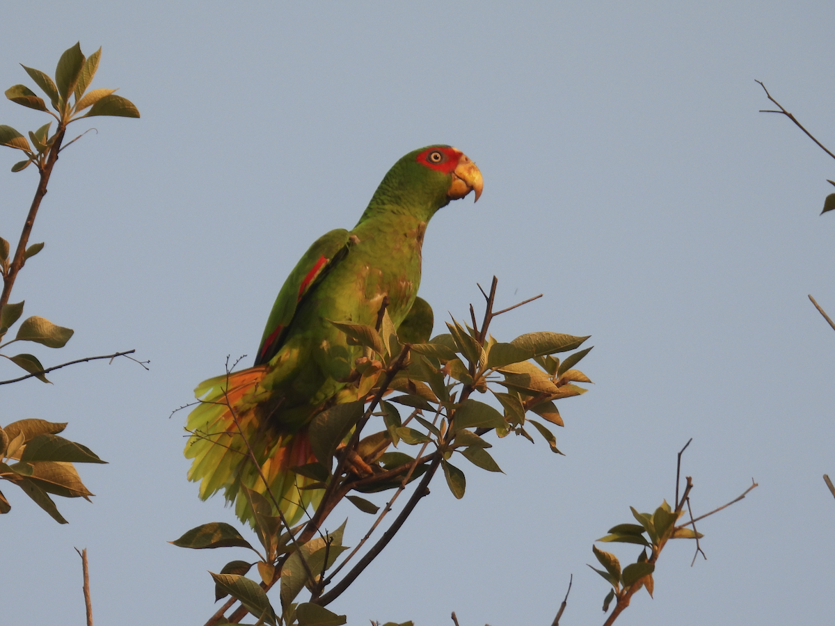 White-fronted Parrot - ML617903147