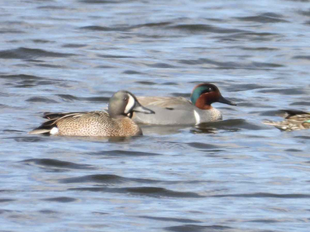 Green-winged Teal - Peter L