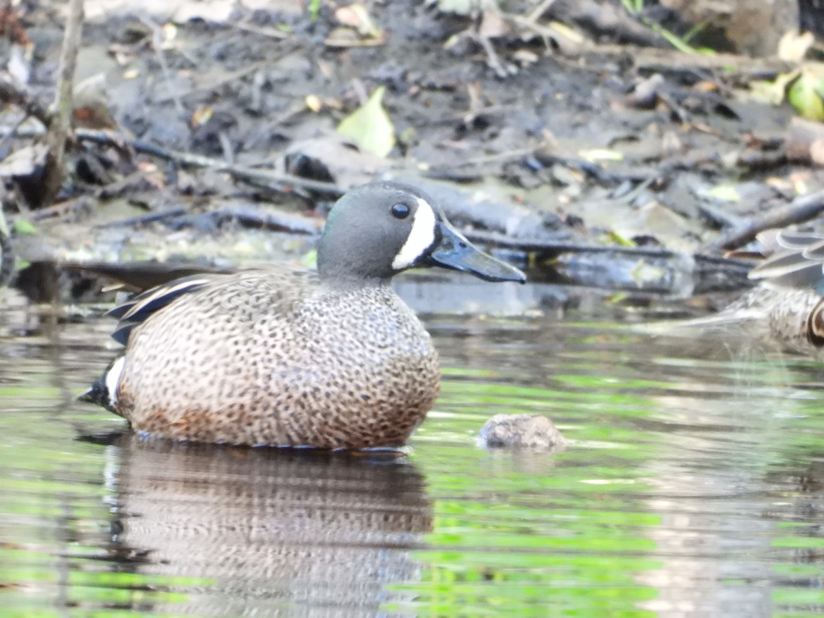 Blue-winged Teal - ML617903303