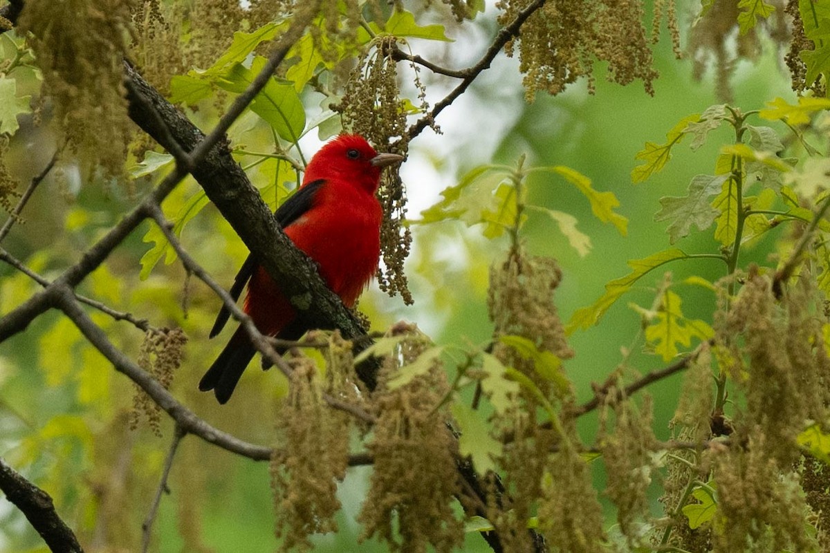 Scarlet Tanager - ML617903311