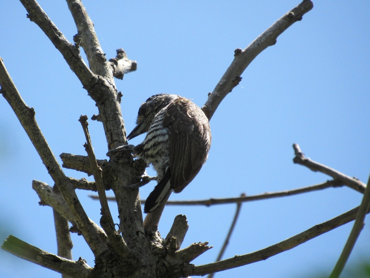 White-barred Piculet - ML617903365