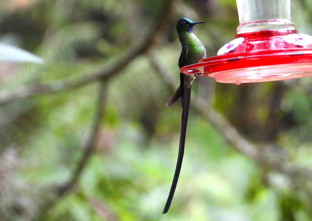 Long-tailed Sylph - ML617903380