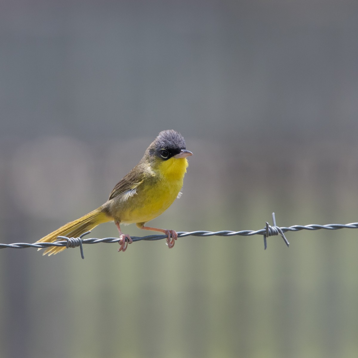 Gray-crowned Yellowthroat - Victor Gamez