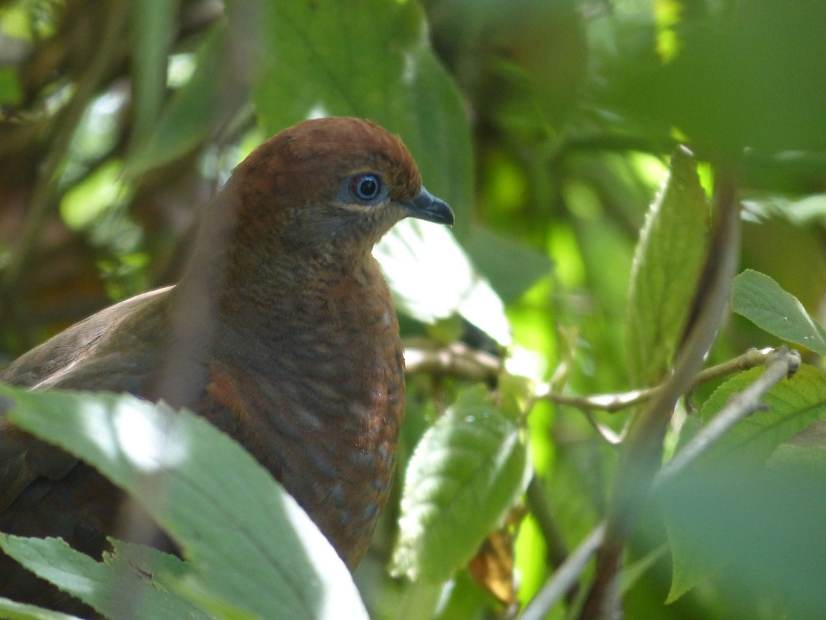 Brown Cuckoo-Dove - ML617903405