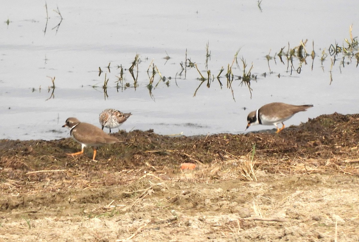 Semipalmated Plover - ML617903414