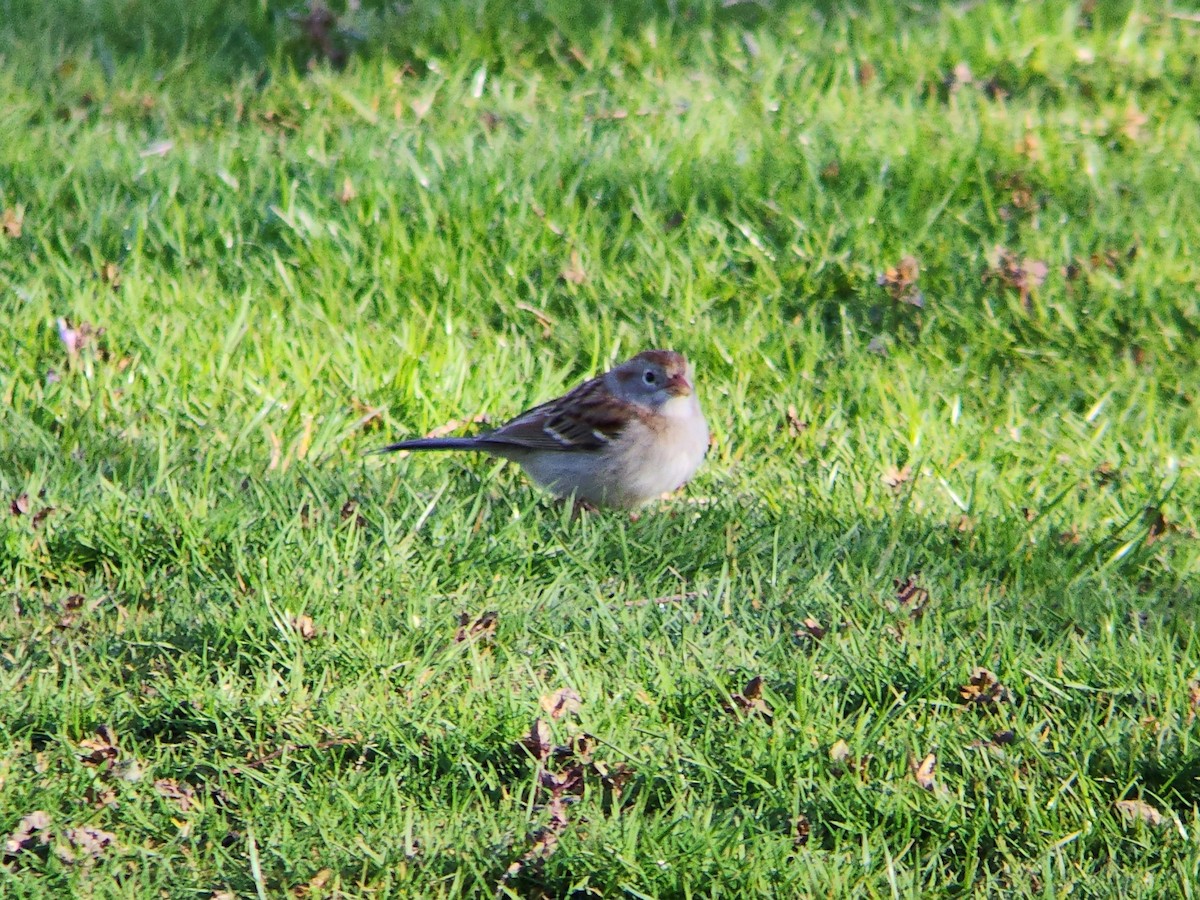 Field Sparrow - ML617903431