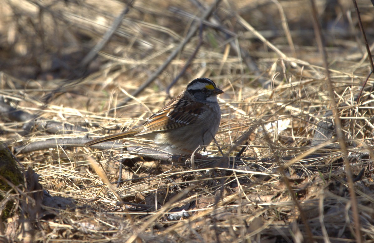 White-throated Sparrow - ML617903437
