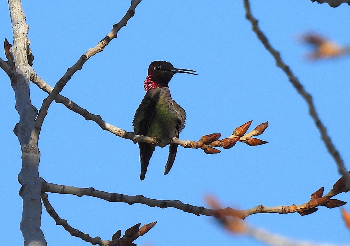 Anna's Hummingbird - ML617903539