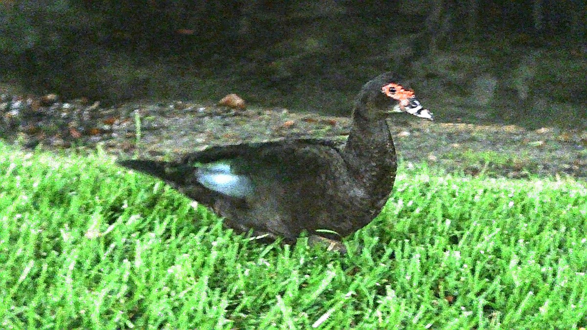 Muscovy Duck (Domestic type) - ML617903541