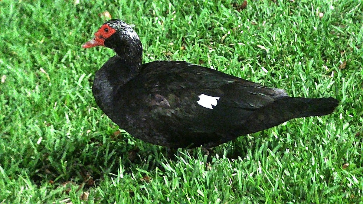 Muscovy Duck (Domestic type) - ML617903542