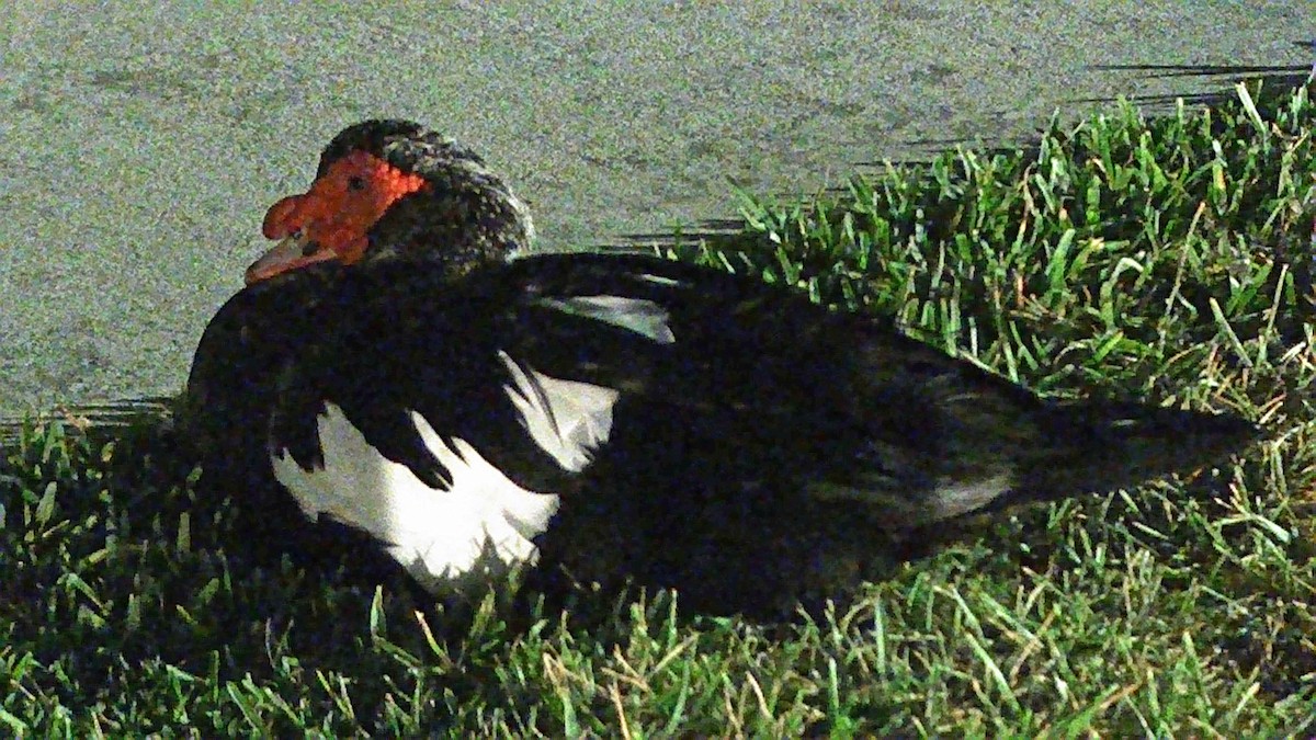 Muscovy Duck (Domestic type) - ML617903551