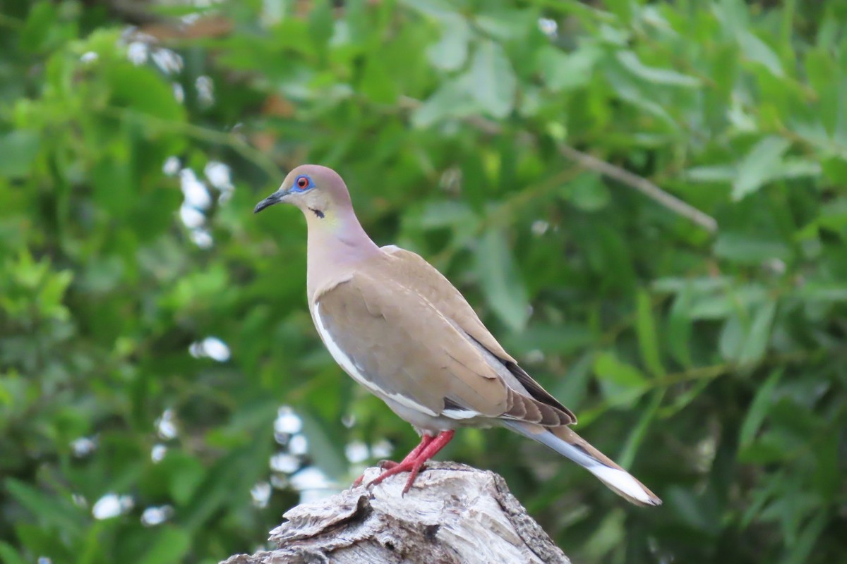 White-winged Dove - Jimma Byrd