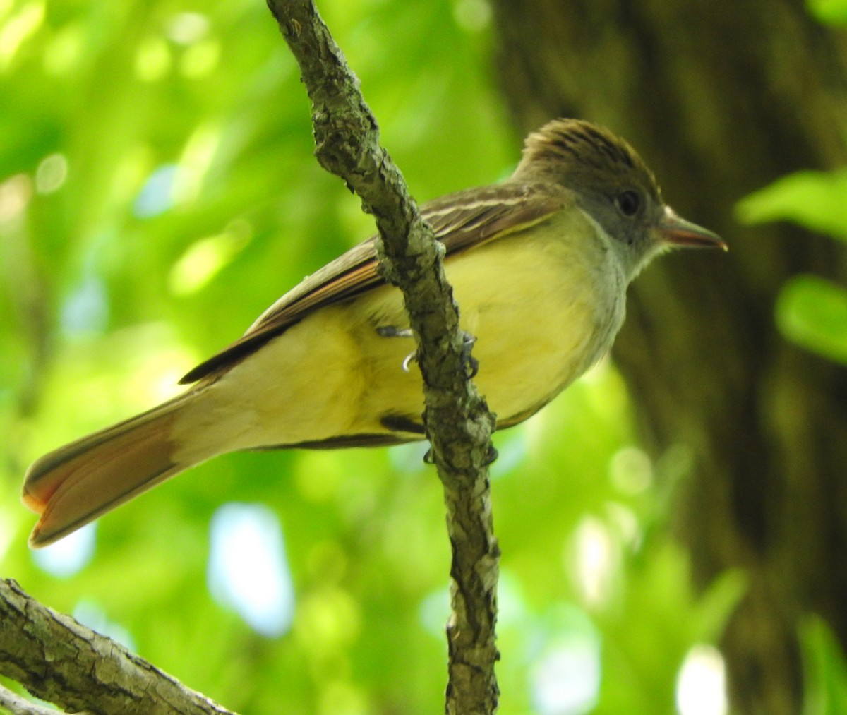 Great Crested Flycatcher - ML617903616