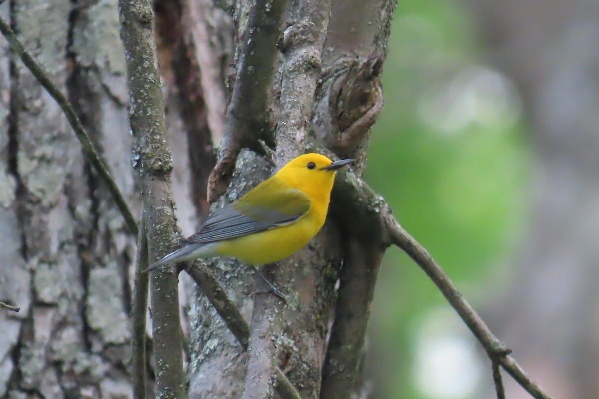 Prothonotary Warbler - ML617903627