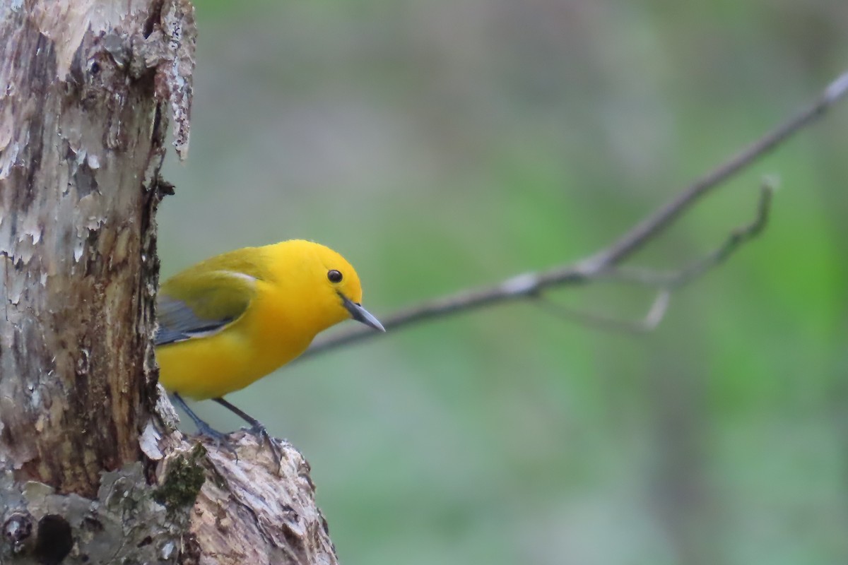 Prothonotary Warbler - ML617903631