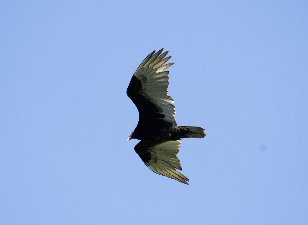Turkey Vulture - ML617903639