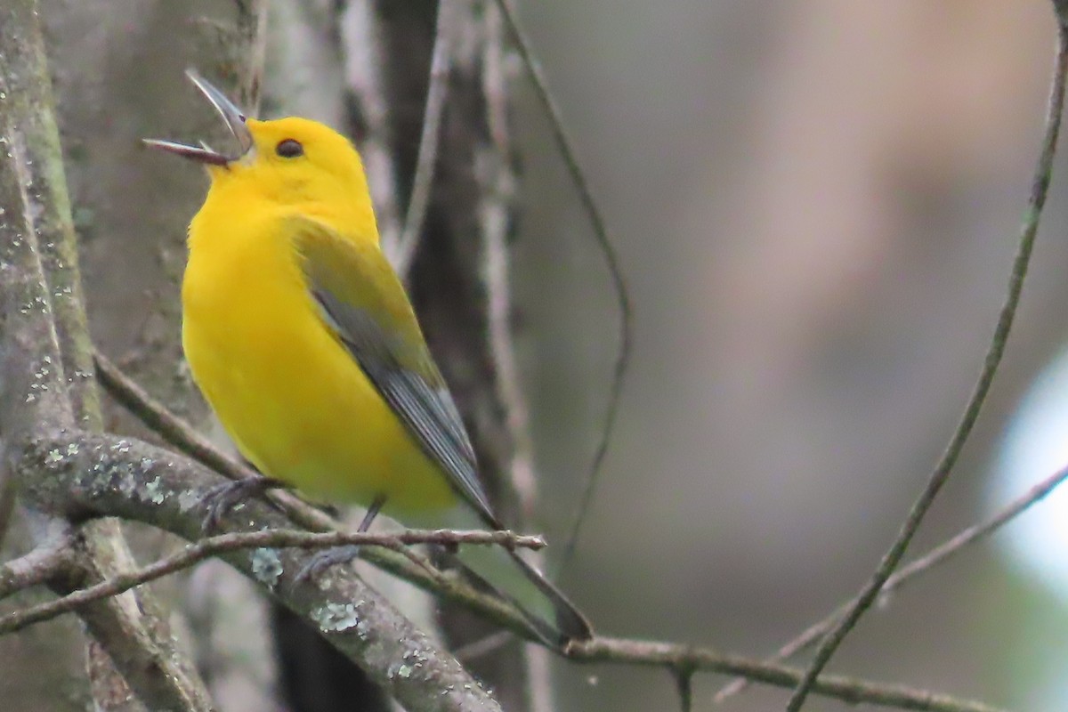 Prothonotary Warbler - ML617903641