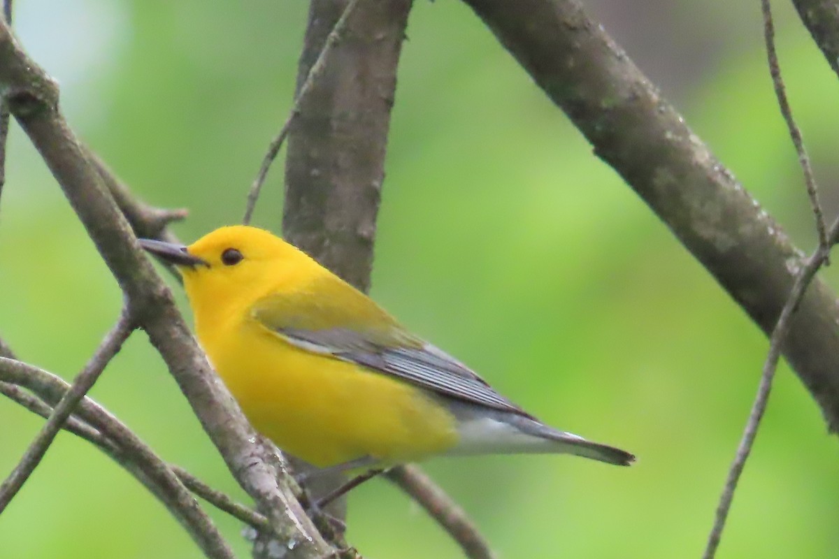 Prothonotary Warbler - ML617903645