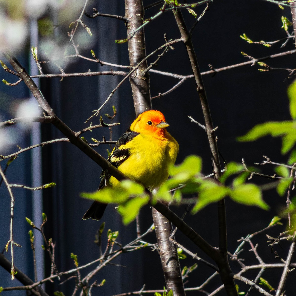 Western Tanager - ML617903647