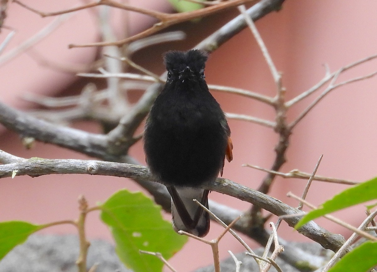 Black-bellied Hummingbird - ML617903691