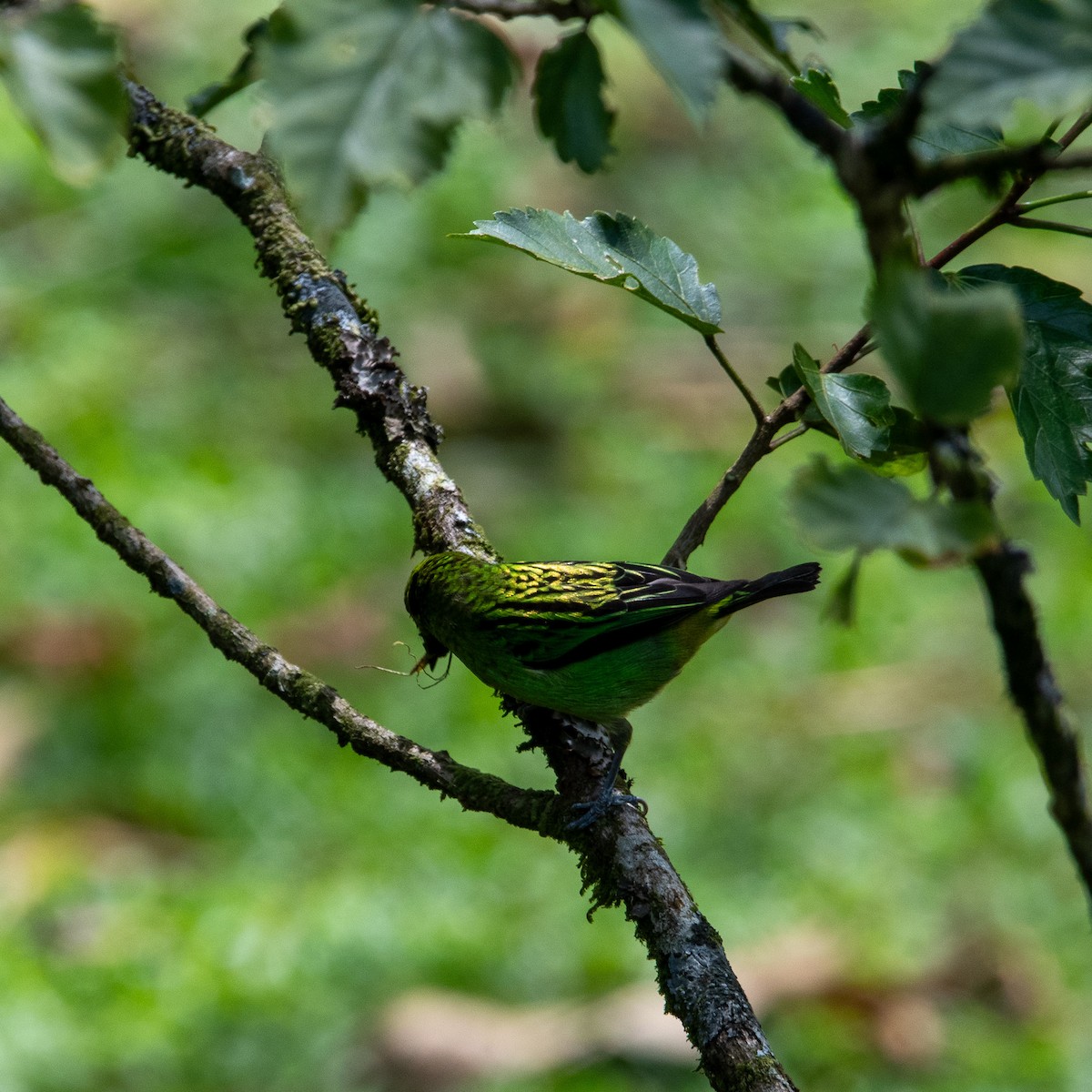 Emerald Tanager - ML617903708