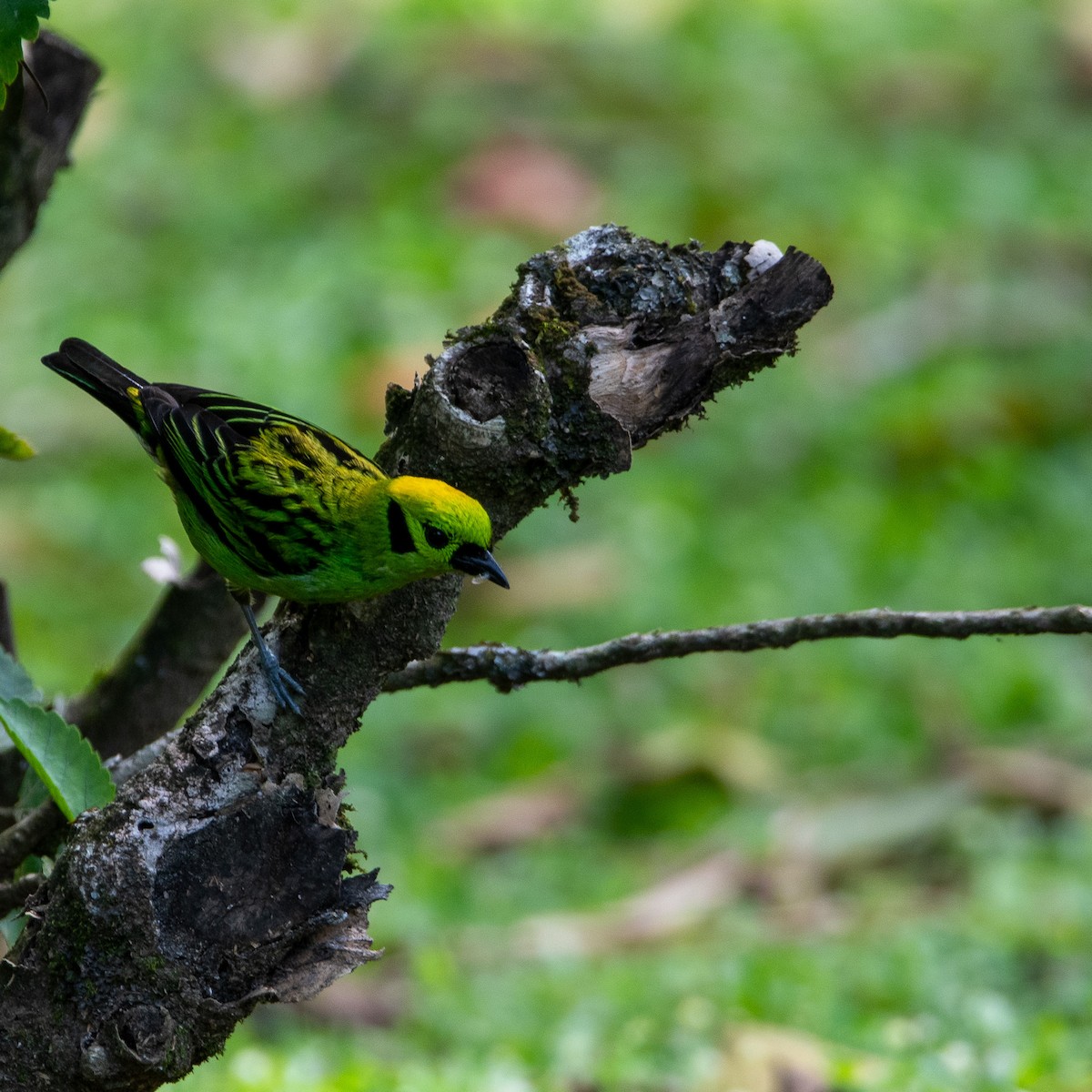 Emerald Tanager - ML617903709