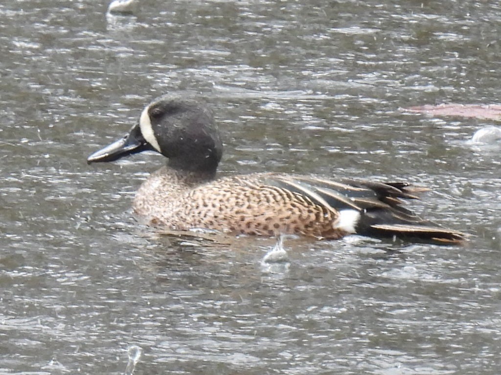 Blue-winged Teal - ML617903763