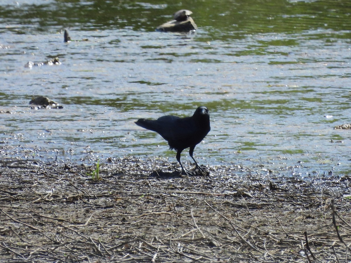 Corvus sp. (crow sp.) - ML617903843